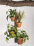 4 Pot Hanging Plant Holder